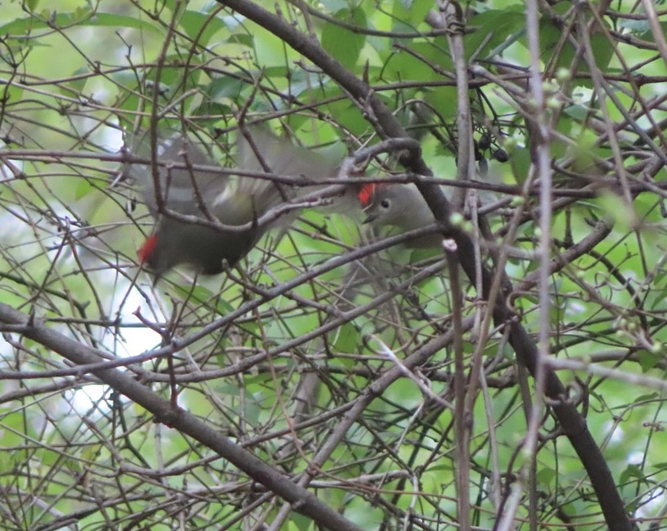 Ruby-crowned Kinglet - ML617623032