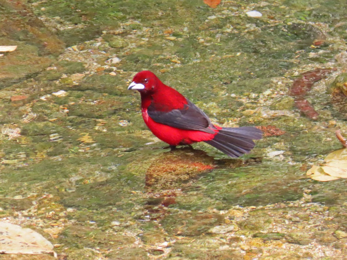 Crimson-backed Tanager - ML617623033