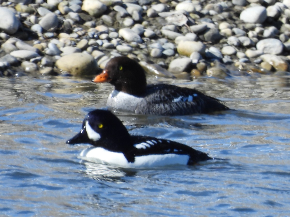 Barrow's Goldeneye - ML617623043