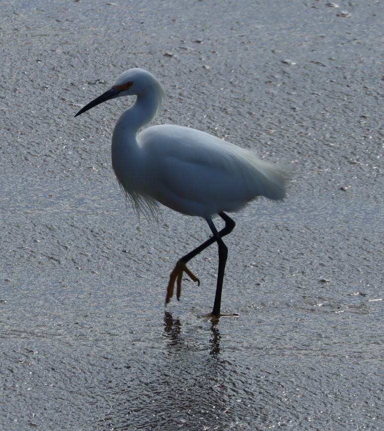 Snowy Egret - ML617623046