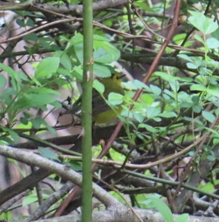 Hooded Warbler - ML617623059