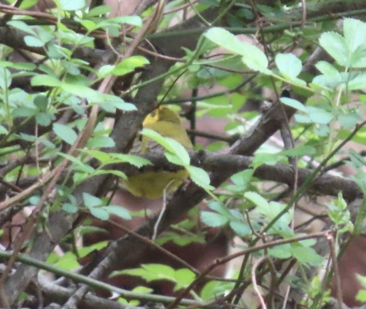 Hooded Warbler - ML617623060