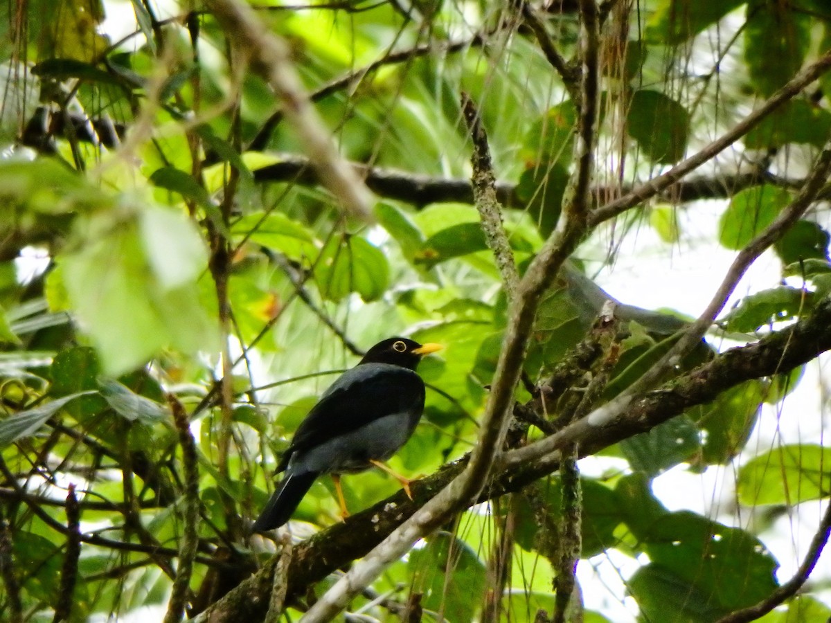 Yellow-legged Thrush - ML617623066