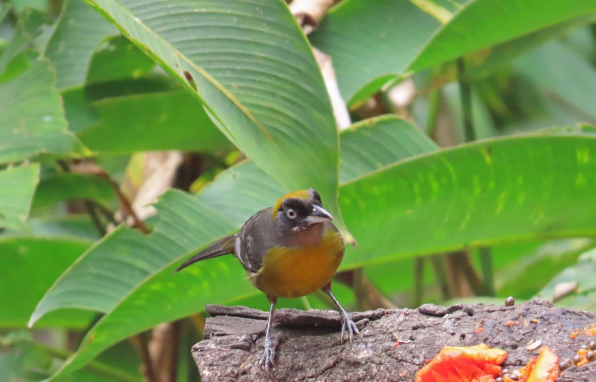 Dusky-faced Tanager - ML617623069