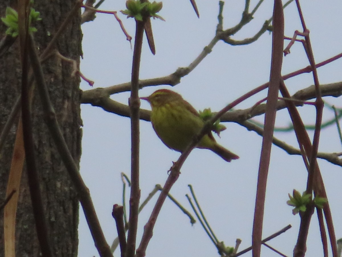 Palm Warbler - ML617623084