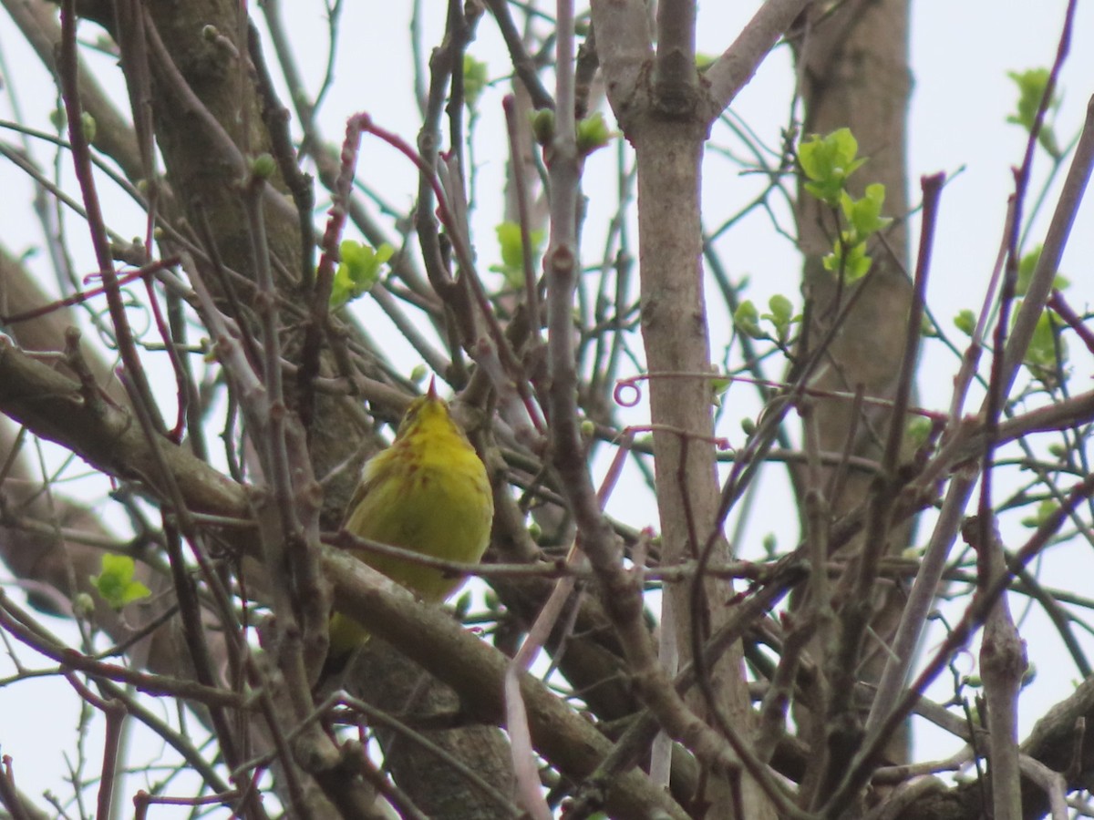 Palm Warbler - ML617623085