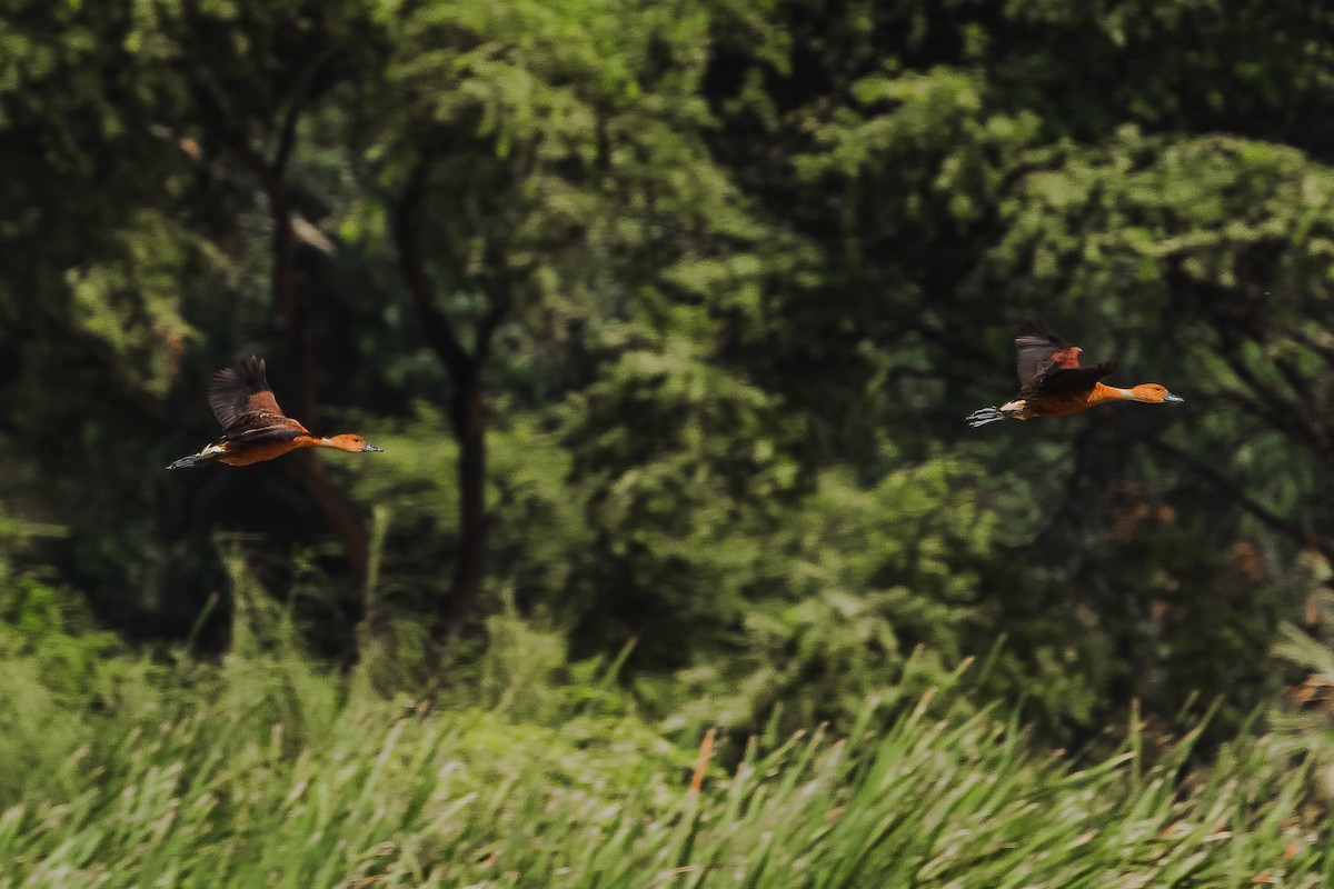 Fulvous Whistling-Duck - ML617623089