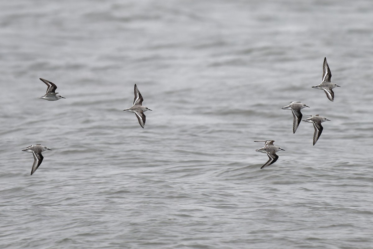 Bécasseau sanderling - ML617623096