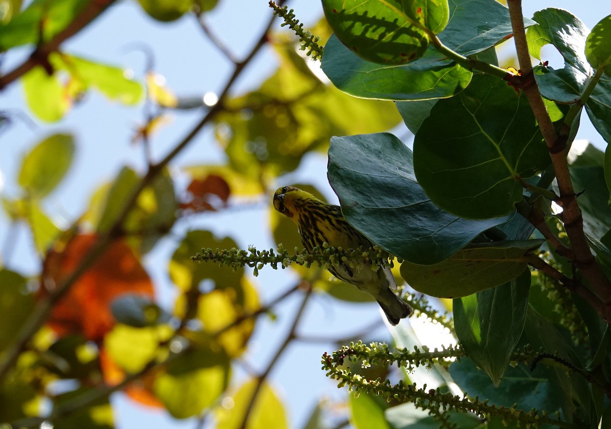 Cape May Warbler - ML617623109