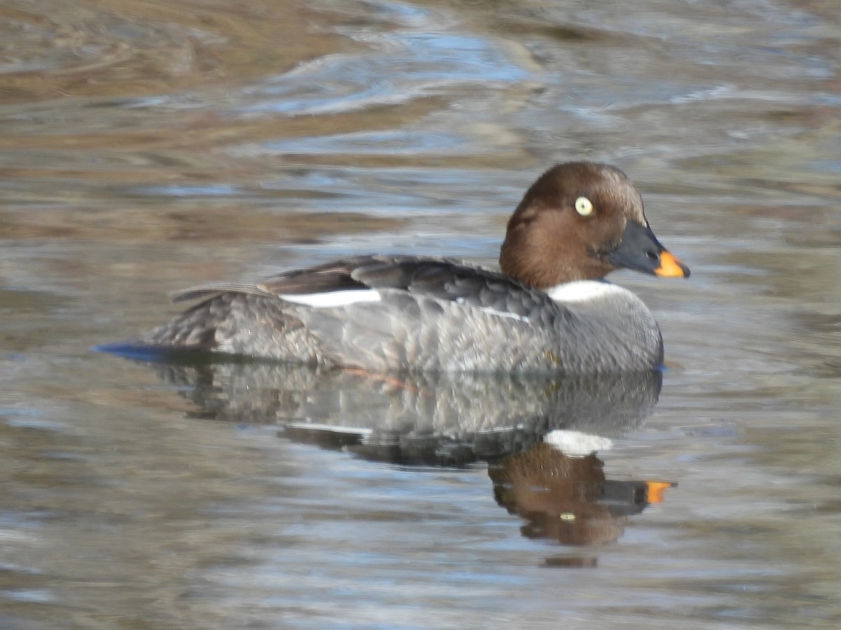 Common Goldeneye - ML617623134