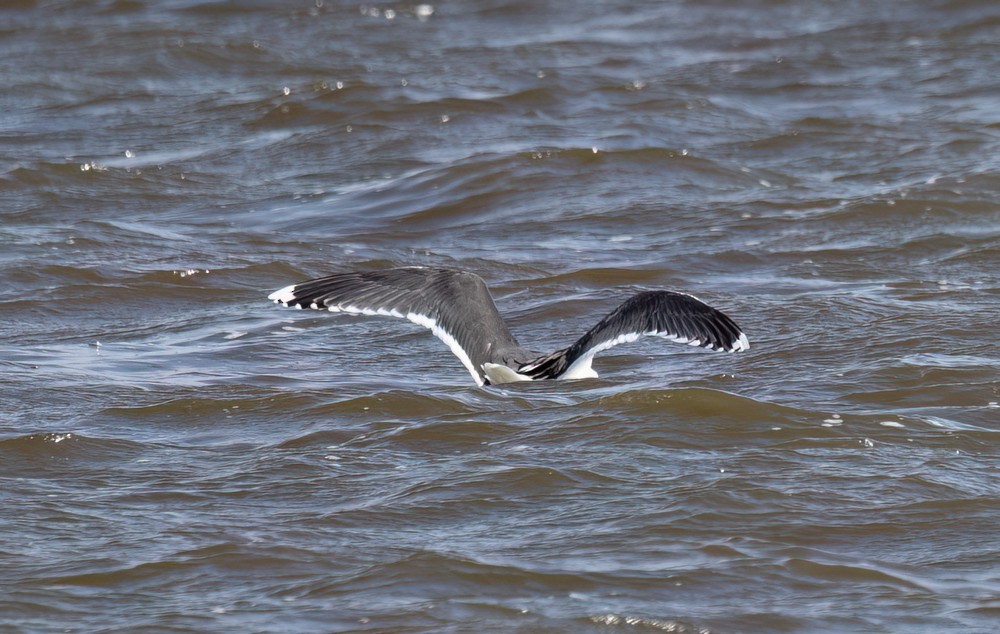 Great Black-backed Gull - Carl & Judi Manning