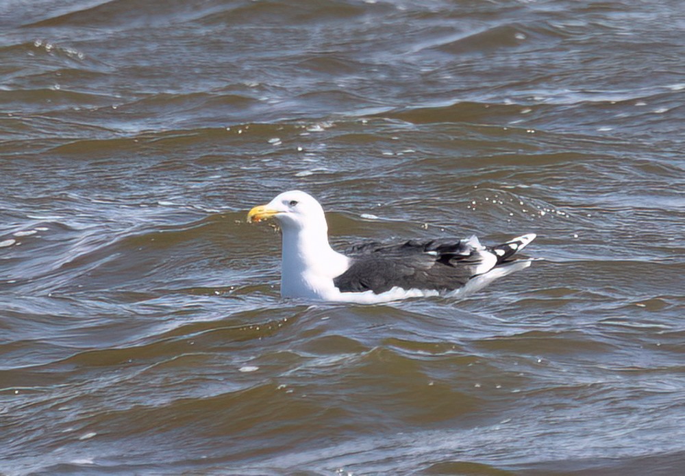 Great Black-backed Gull - Carl & Judi Manning