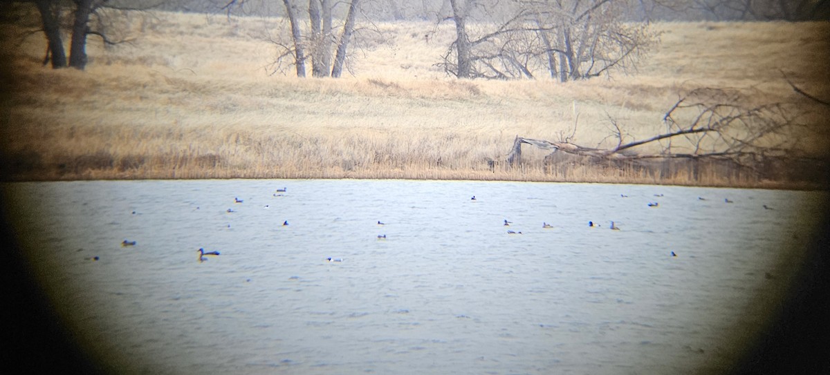 Franklin's Gull - ML617623158