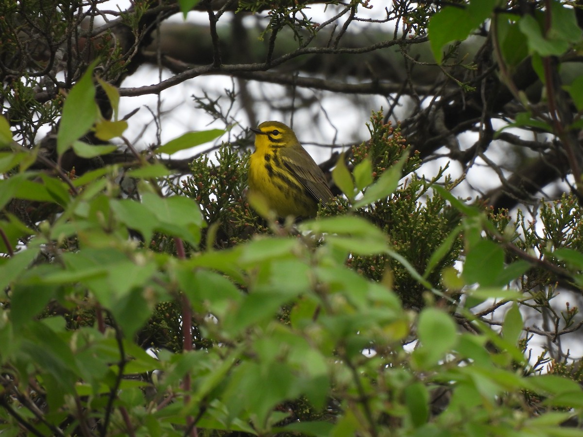 Prairie Warbler - ML617623162