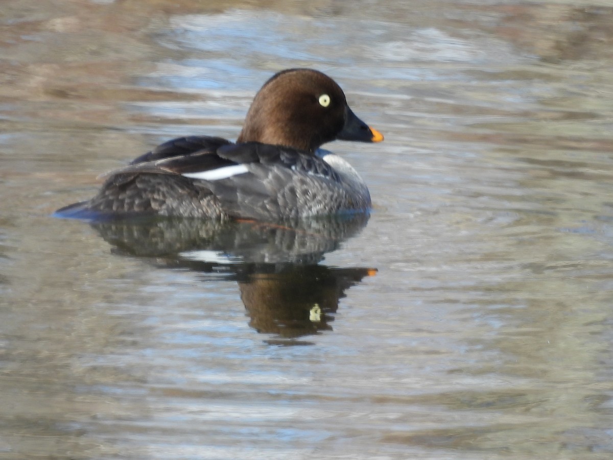 Common Goldeneye - ML617623165