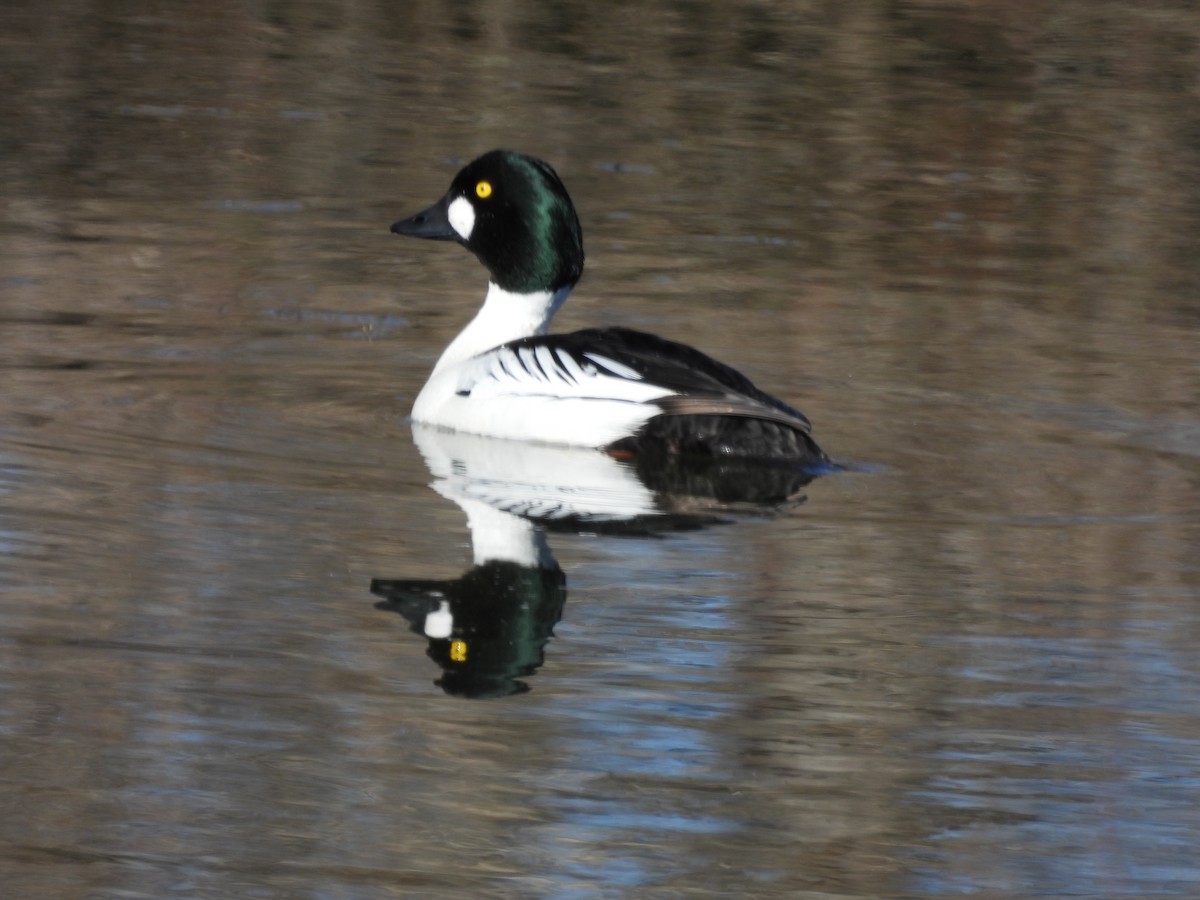 Common Goldeneye - ML617623189