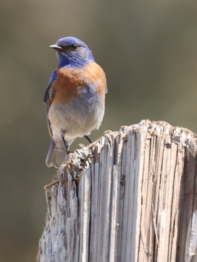 Western Bluebird - ML617623213