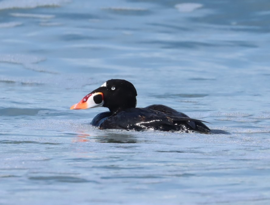 Surf Scoter - ML617623237