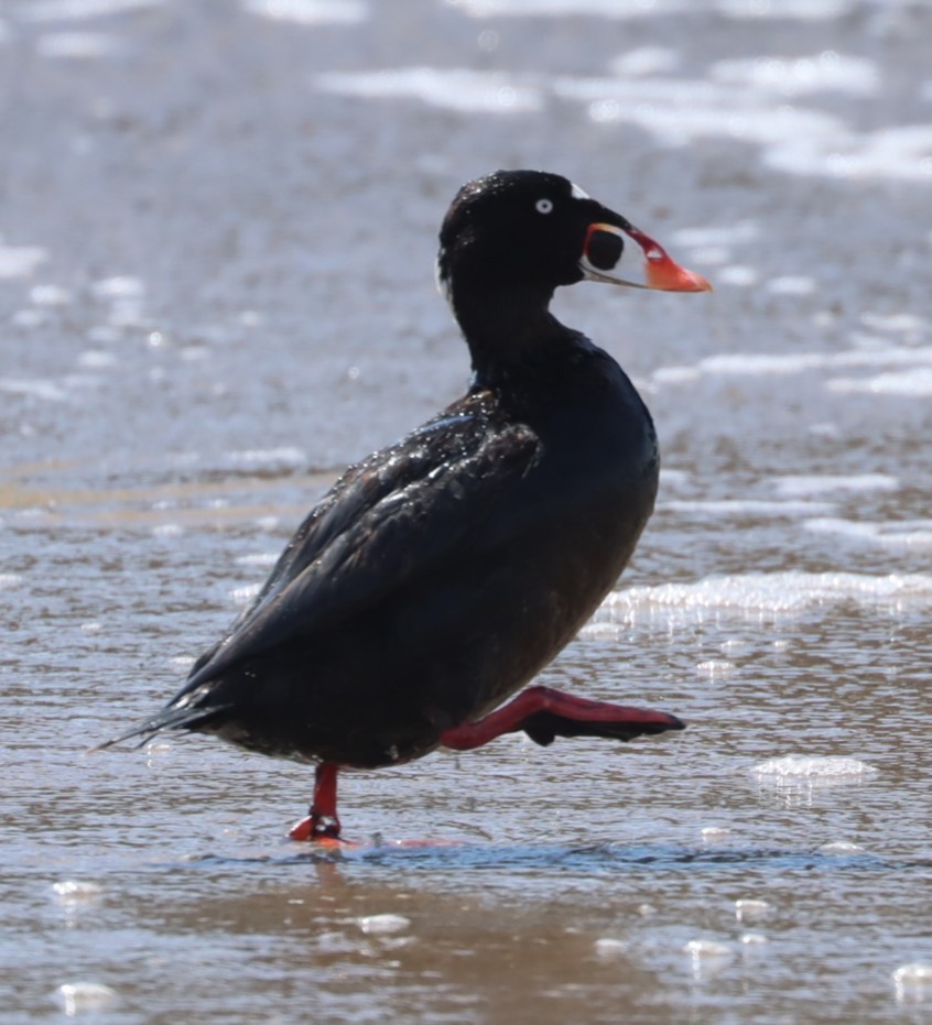 Surf Scoter - ML617623239