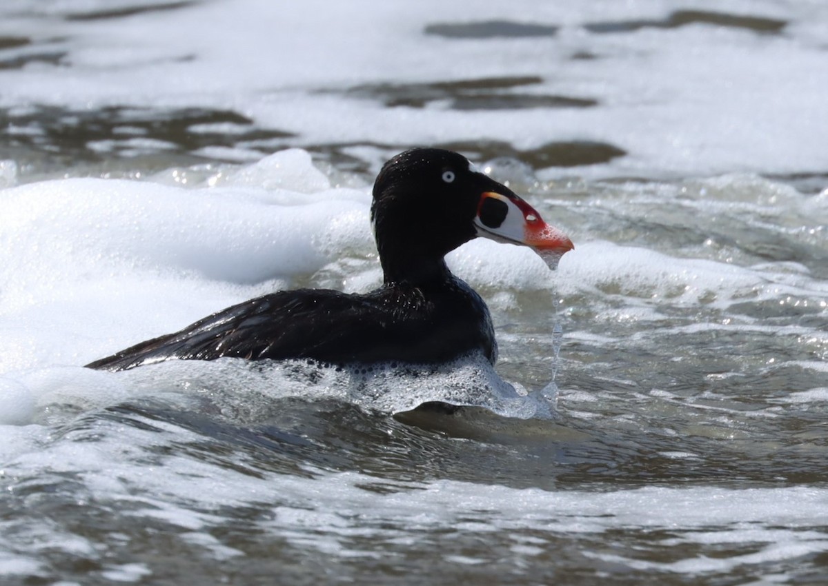 Surf Scoter - ML617623241