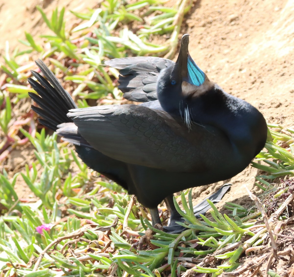 Brandt's Cormorant - ML617623249