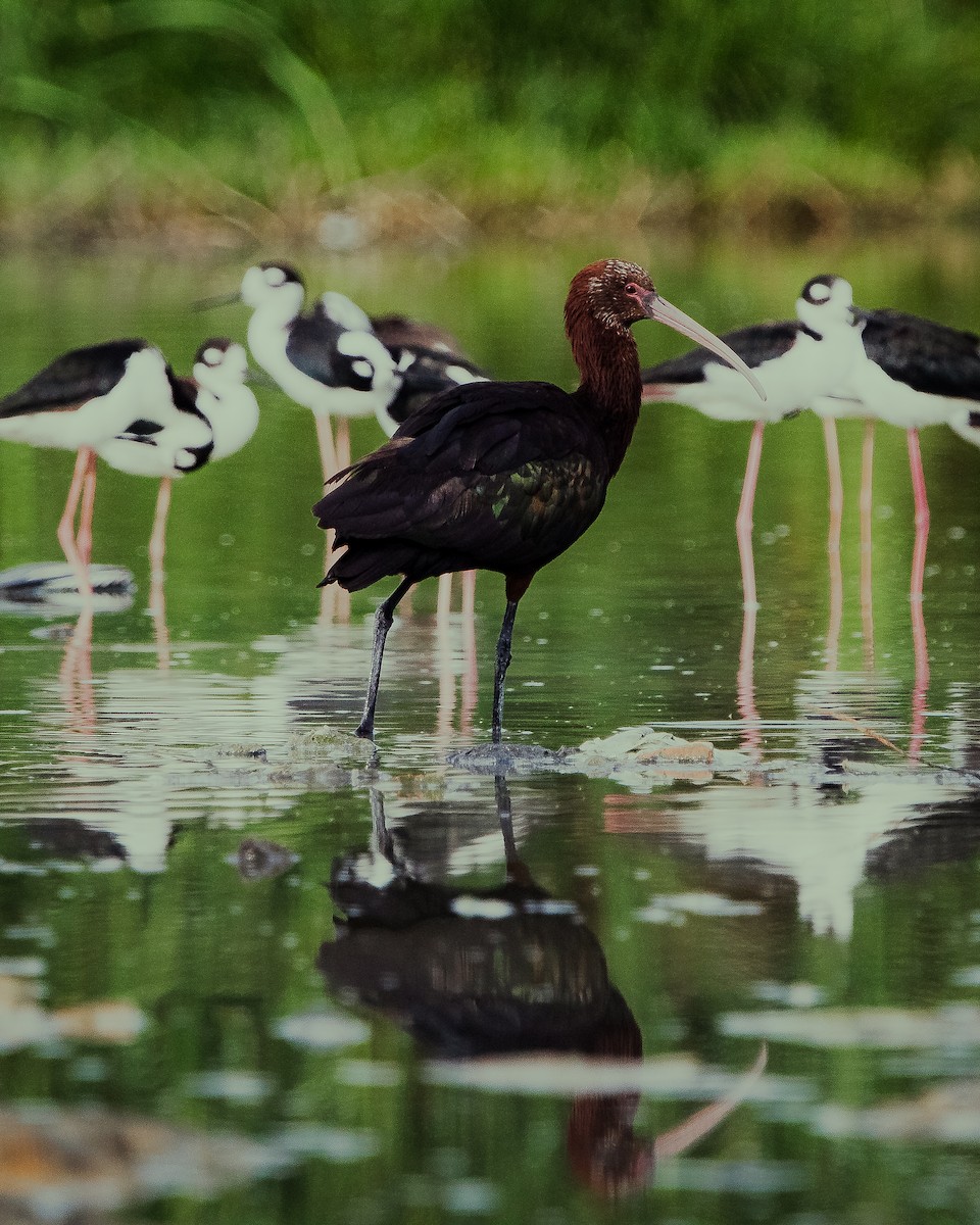 Puna Ibis - ML617623259