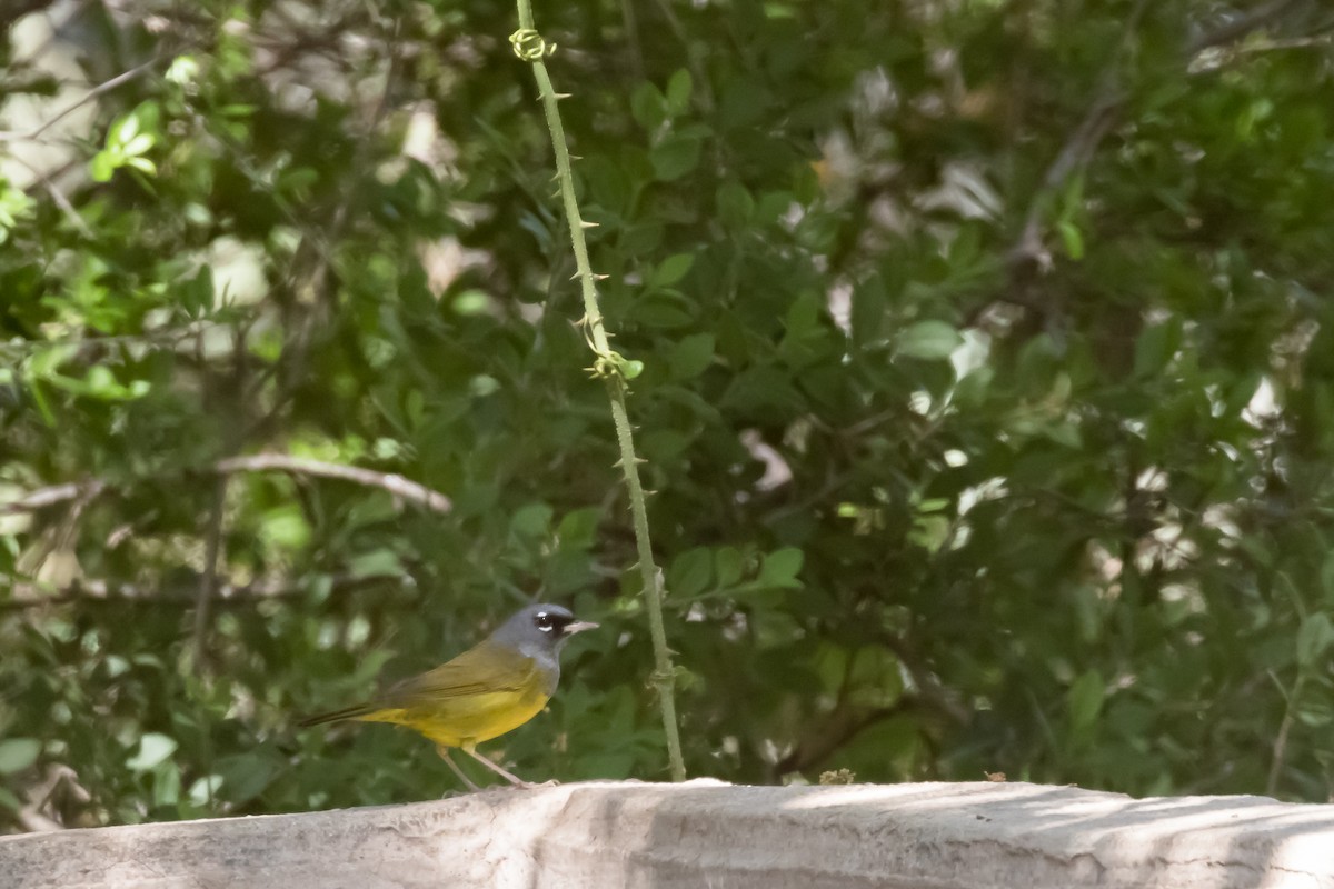 MacGillivray's Warbler - ML617623273