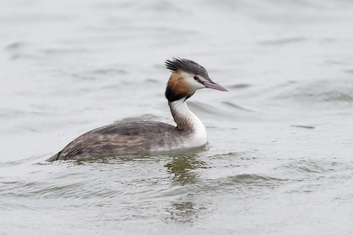 Great Crested Grebe - ML617623275