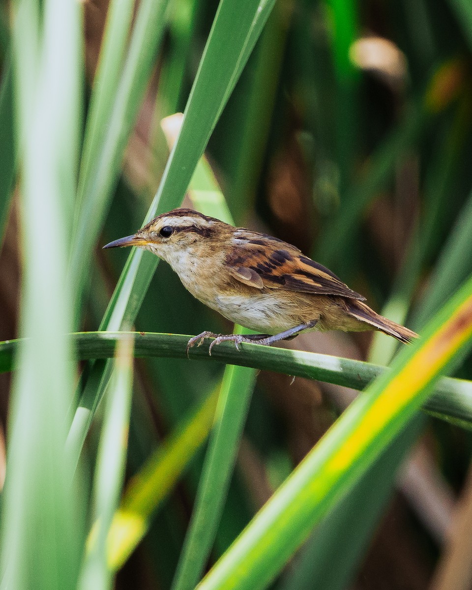 Wren-like Rushbird - ML617623276