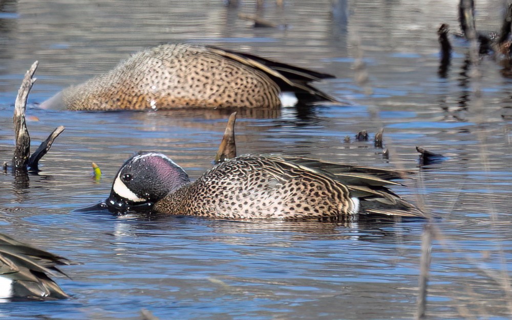 Blue-winged Teal - ML617623302