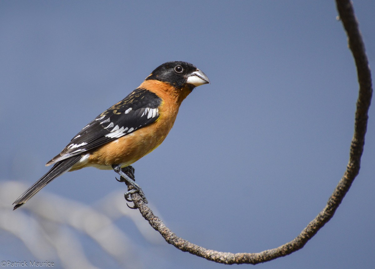 Black-headed Grosbeak - ML617623321