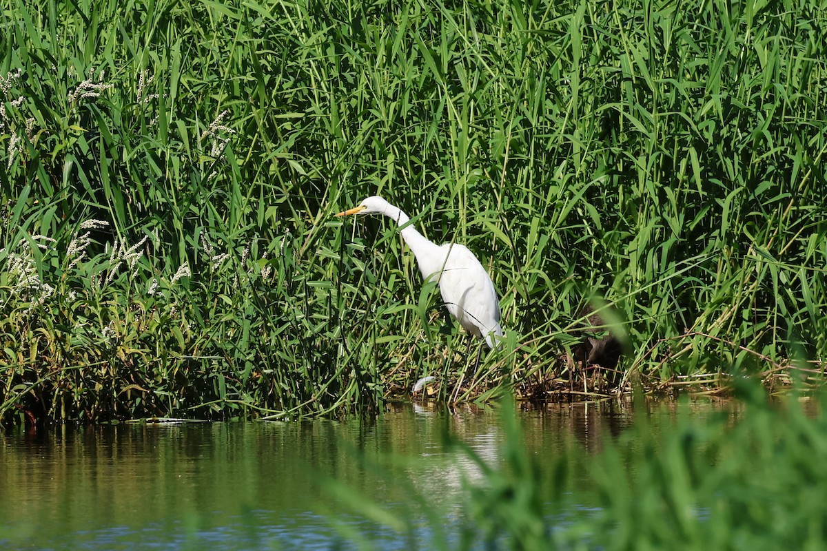 Plumed Egret - ML617623341