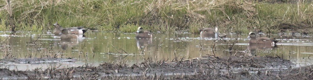 Canard d'Amérique - ML617623360