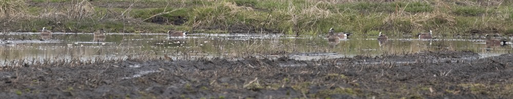 American Wigeon - ML617623361