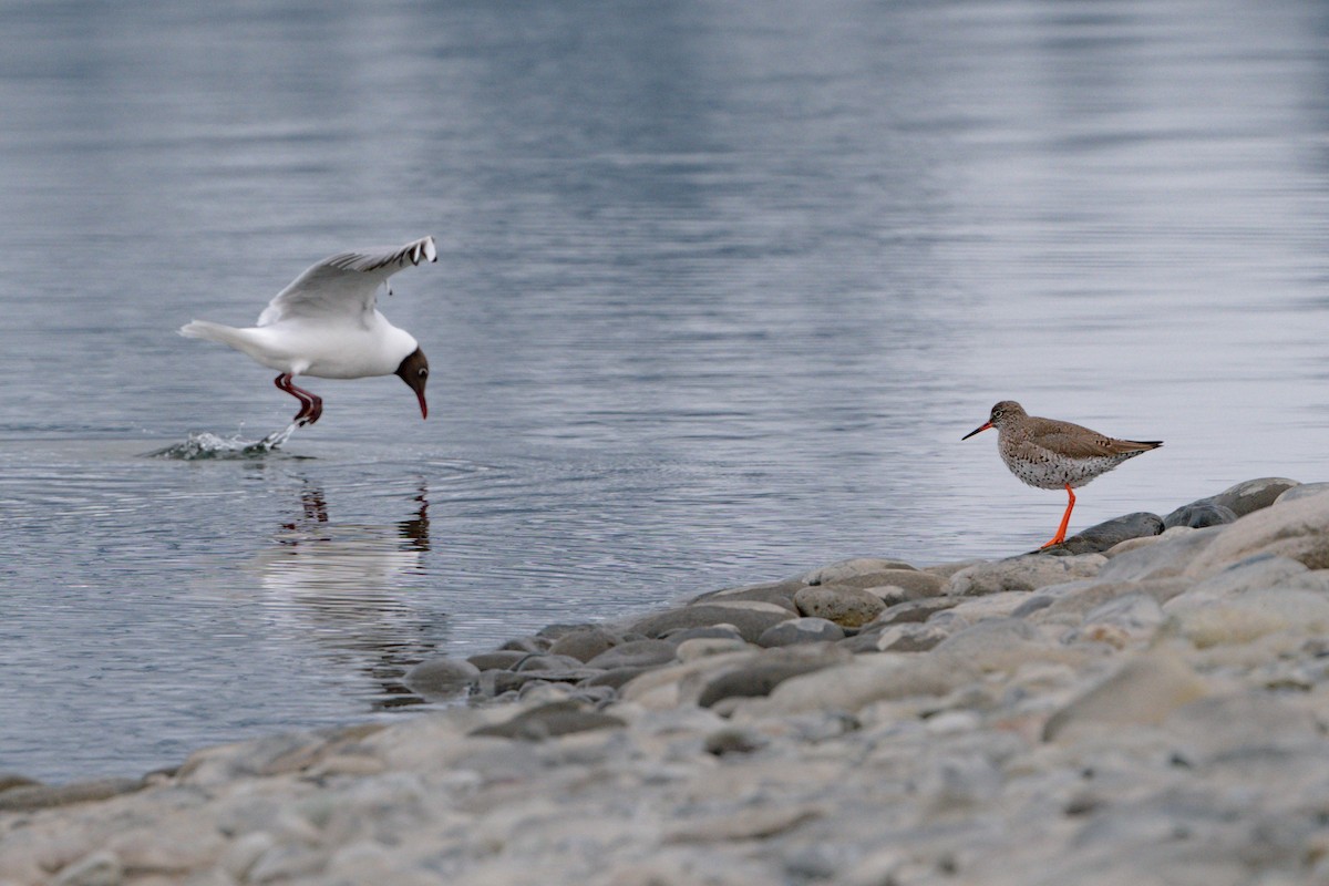 Common Redshank - ML617623383