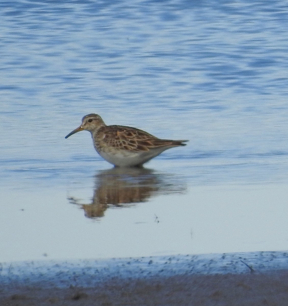 Graubrust-Strandläufer - ML617623394