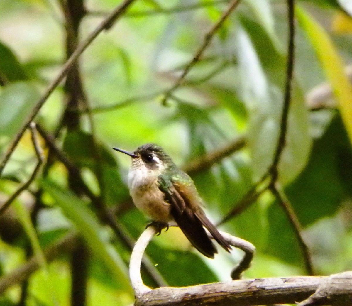 Colibri moucheté - ML617623401