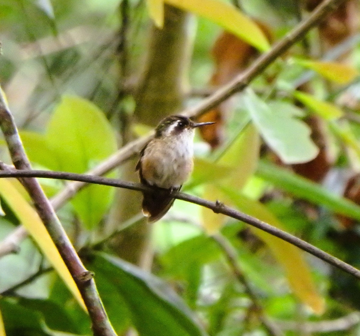 Colibri moucheté - ML617623412