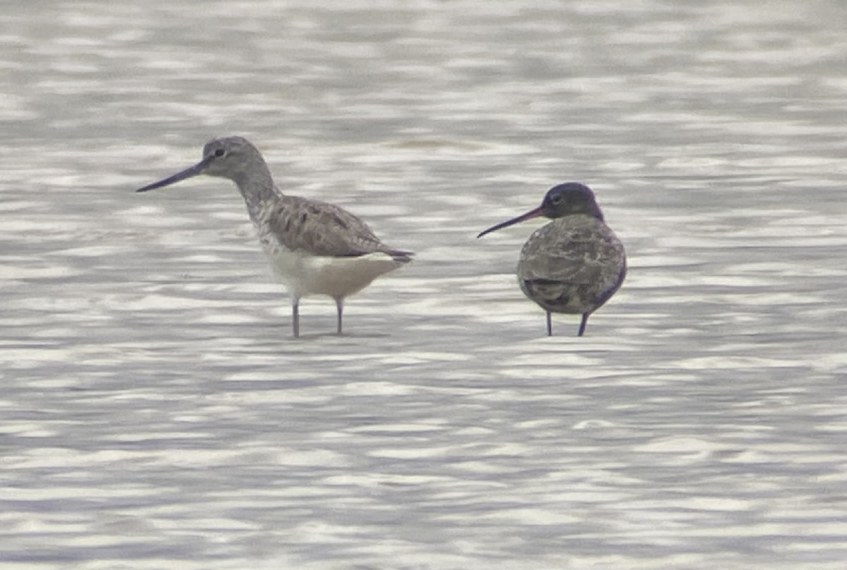 Spotted Redshank - ML617623415