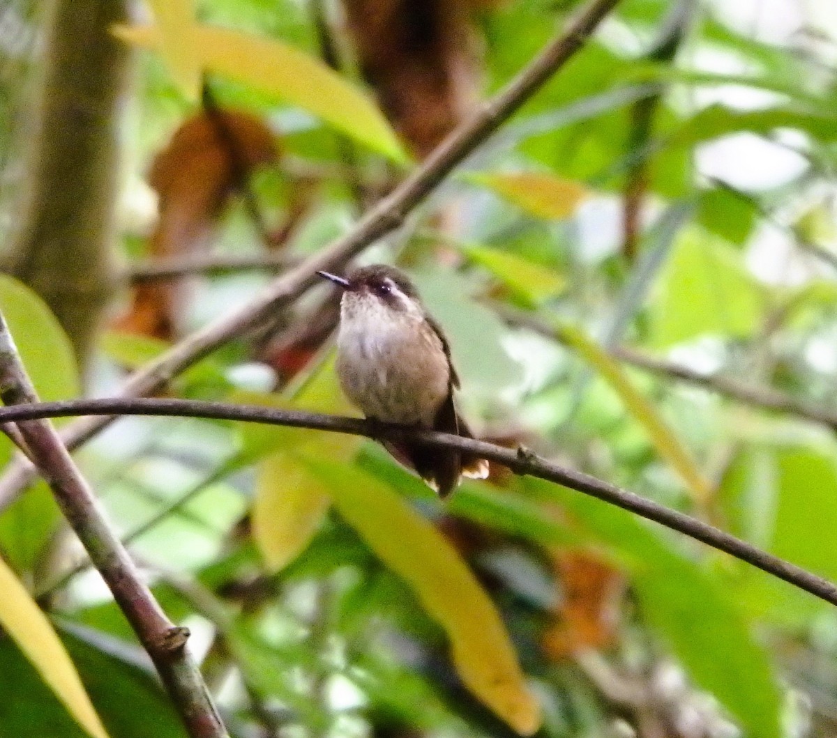 Speckled Hummingbird - ML617623417