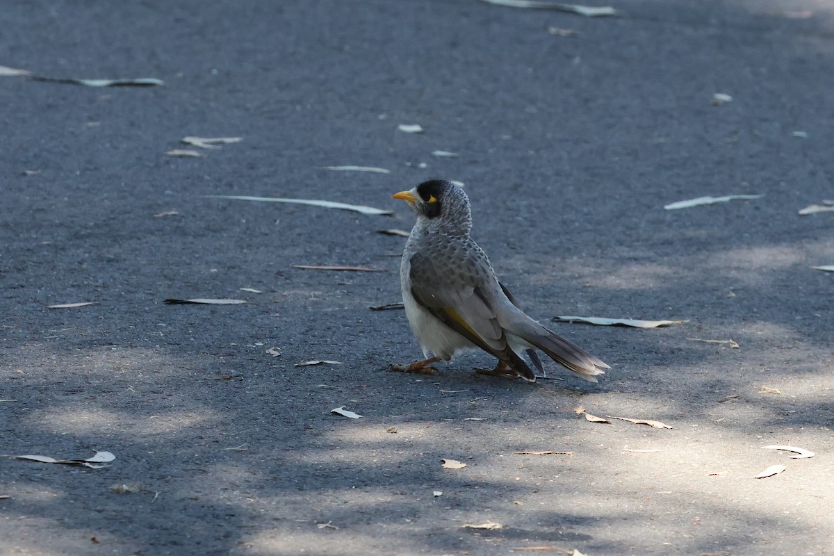 Noisy Miner - ML617623440