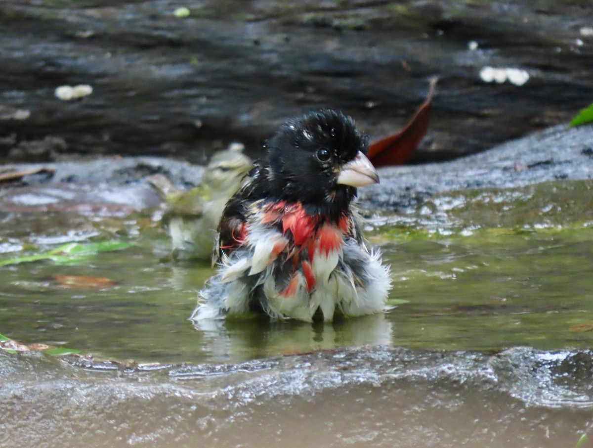 Rose-breasted Grosbeak - Bonnie Berard