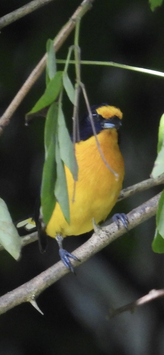 Violaceous Euphonia - ML617623469