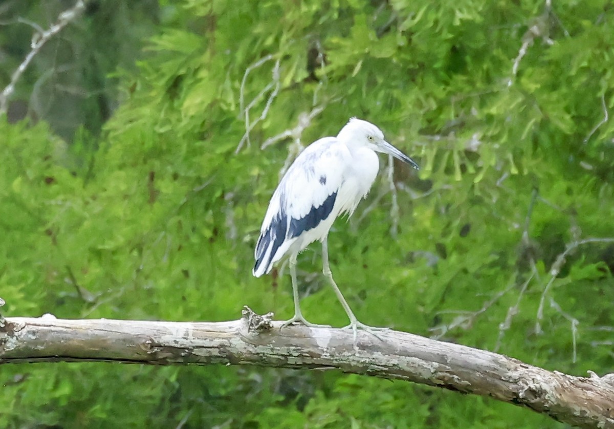 Little Blue Heron - ML617623502