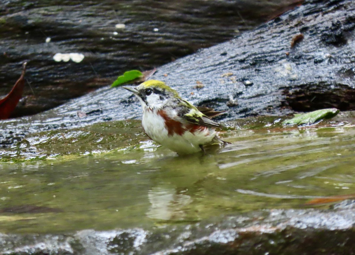 Chestnut-sided Warbler - Bonnie Berard