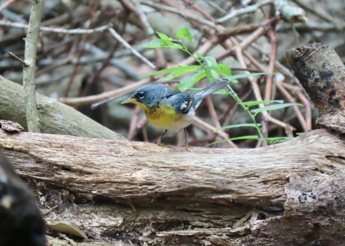 Northern Parula - ML617623564