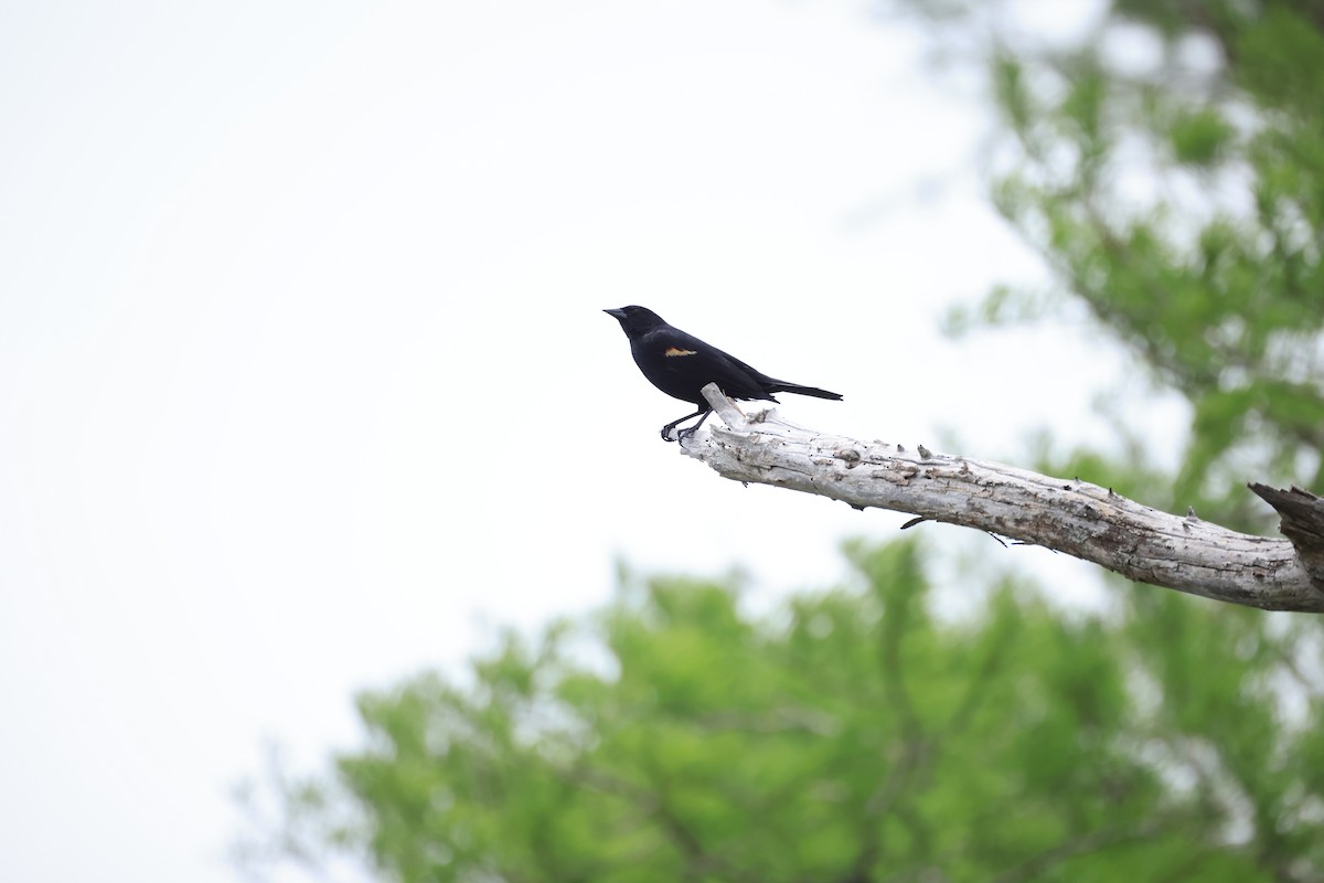 Red-winged Blackbird - ML617623572