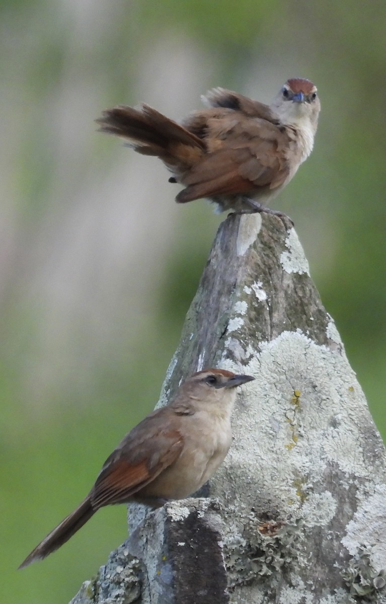 Rufous-fronted Thornbird - ML617623575