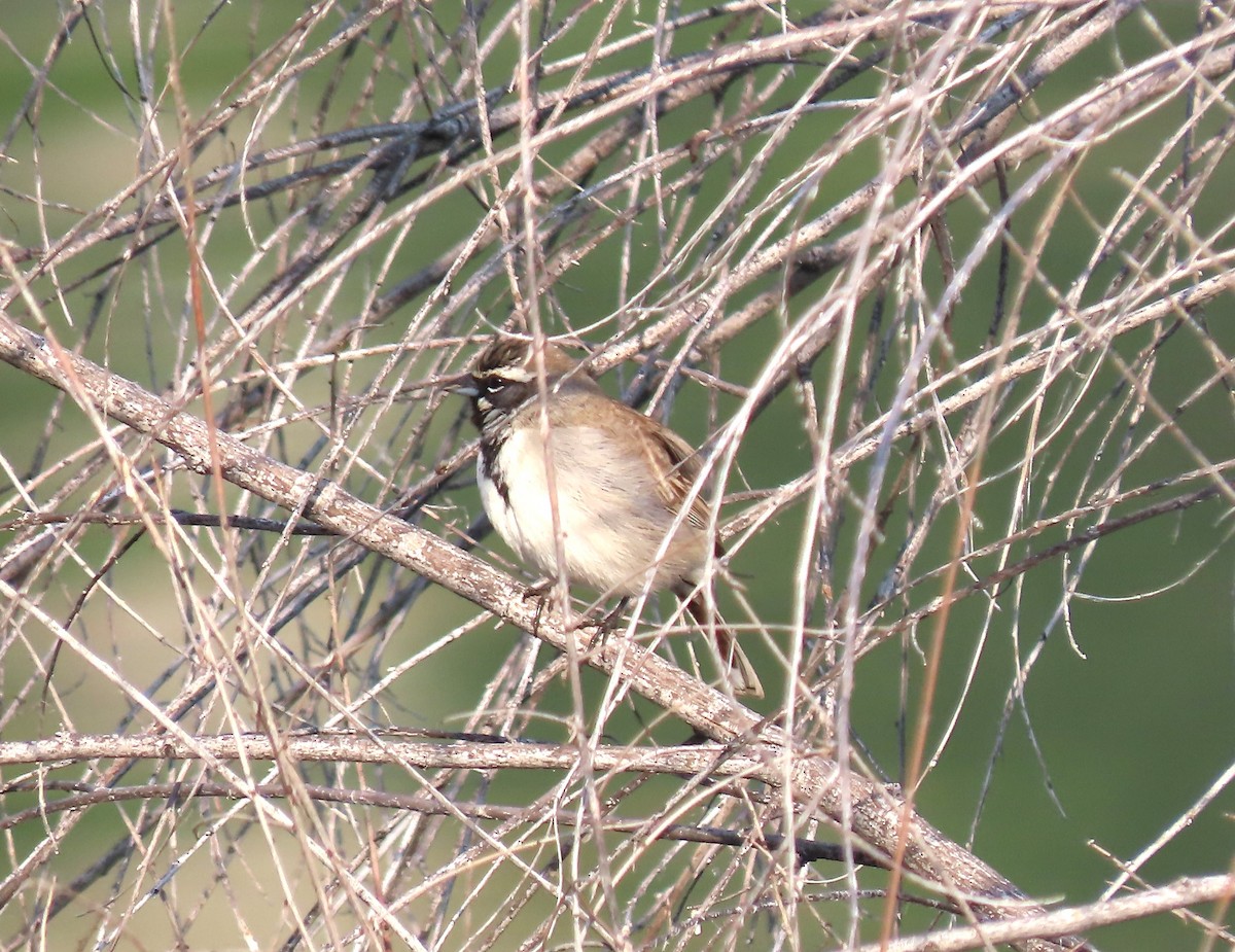 Black-throated Sparrow - ML617623579