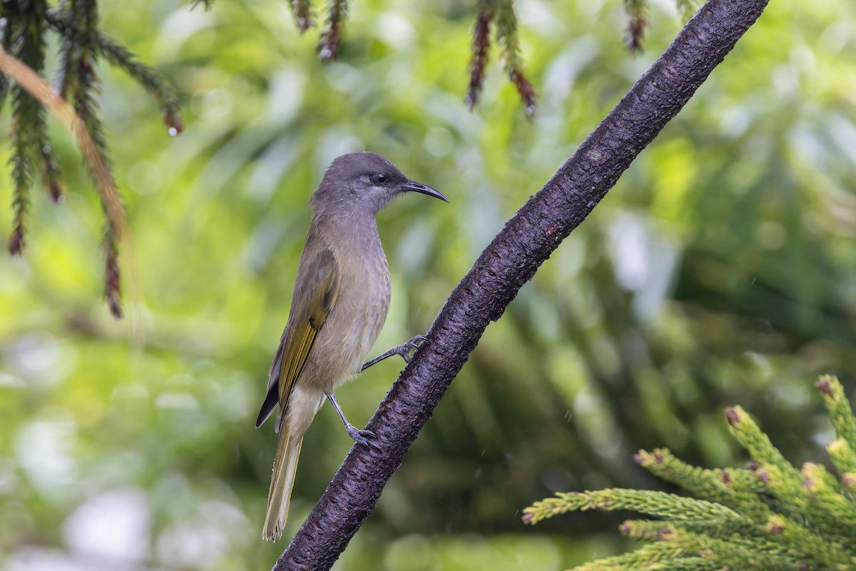 Dark-brown Honeyeater - ML617623582